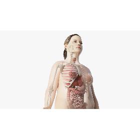 Obese Female Skin, Skeleton And Organs Rigged 3D model